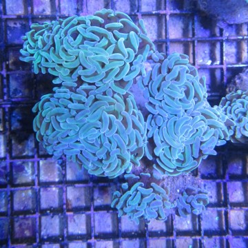 Euphyllia parancora vert clair 3-5 polypes 119,00 €