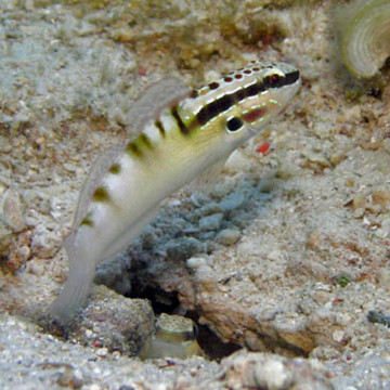 Amblygobius bynoensis 4-7 cm  