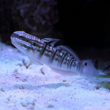 Amblygobius phalaena : 7 à 10 cm  