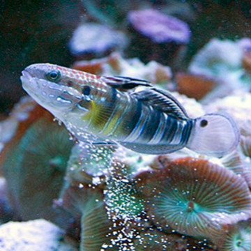 Amblygobius phalaena : 7 à 10 cm  