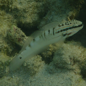 Amblygobius bynoensis 7-10 cm