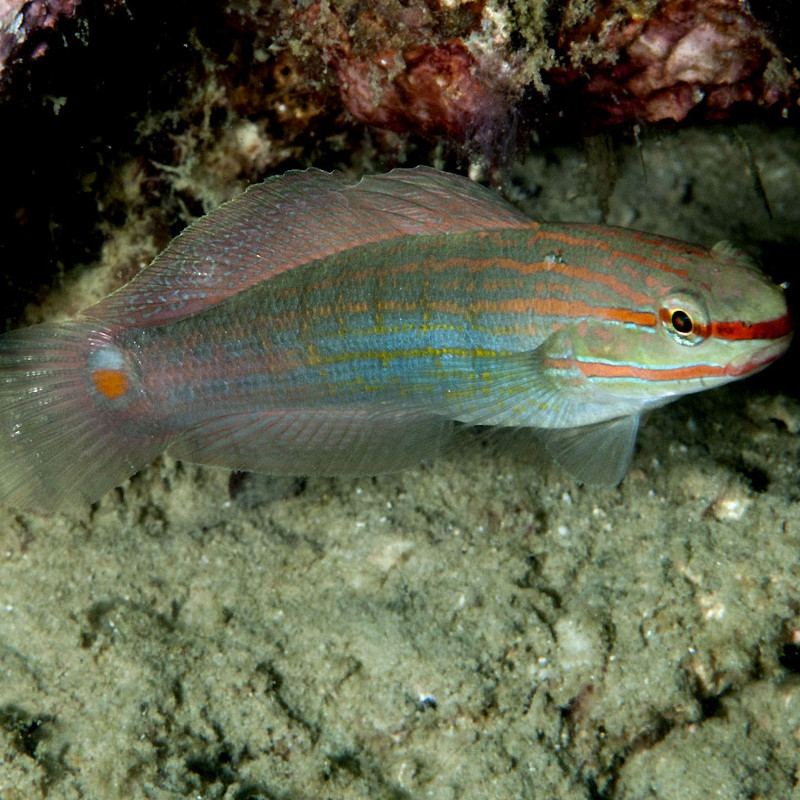 Amblygobius Decussatus 4-7 cm 15,90 €