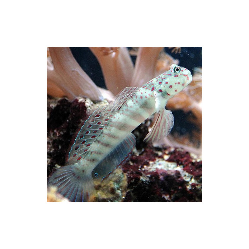 Cryptocentrus Leptocephalus 7-10 cm 29,50 €