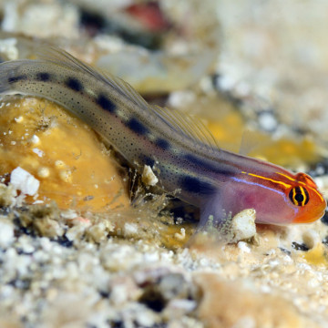 Elacatinus puncticulatus 1.5-4 cm