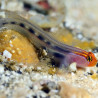 Elacatinus puncticulatus 1.5-4 cm (gobbie déparasitaire d'élevage) ...