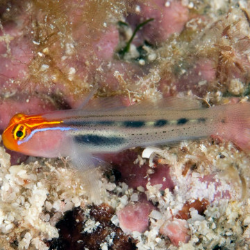 Elacatinus puncticulatus 1.5-4 cm