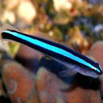 Elacatinus oceanops 2-4 cm