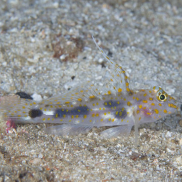 Fusigobius pallidus 4-6 cm