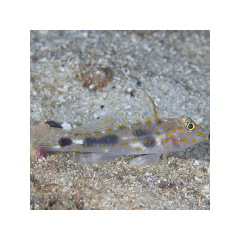 Fusigobius pallidus 4-6 cm