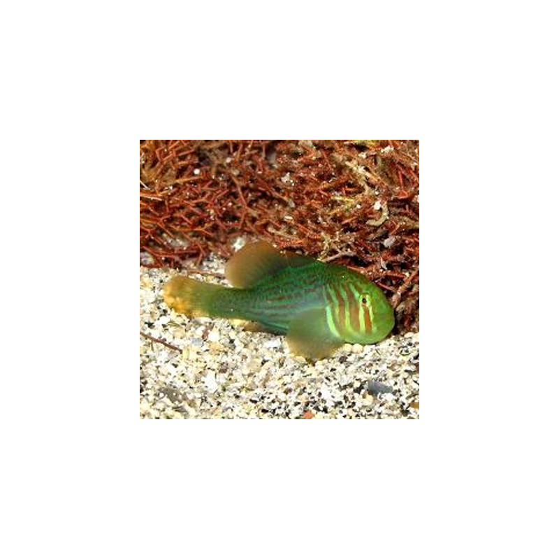 Gobiodon histrio / rivulatus : 2 à 3 cm  15,00 €