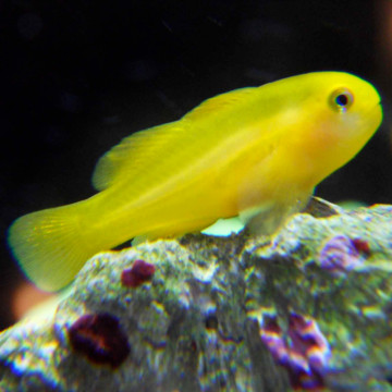 Gobiodon okinawae : 2  cm  