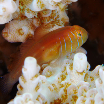 Gobiodon quinquestrigatus 1.5-3 cm