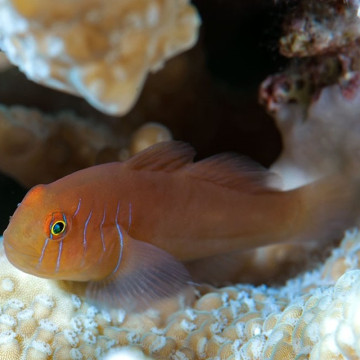 Gobiodon quinquestrigatus 1.5-3 cm