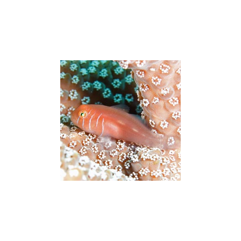 Gobiodon quinquestrigatus 1.5 - 3 cm 19,90 €