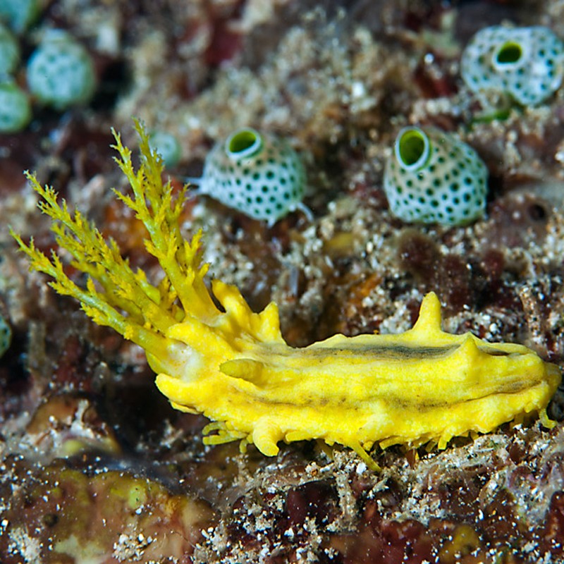 Colochirus robustus (Cucumaria sp) - comcombres jaunes nains 2-3cm ...