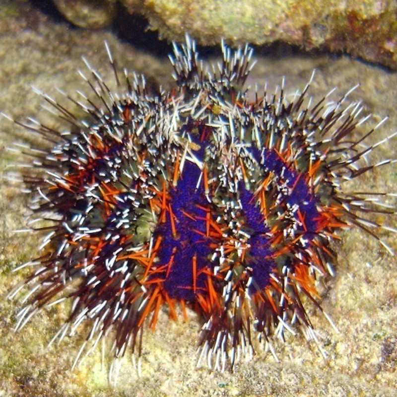 Tripneustes gratilla - Oursin à courtes épines 3-5 Cm