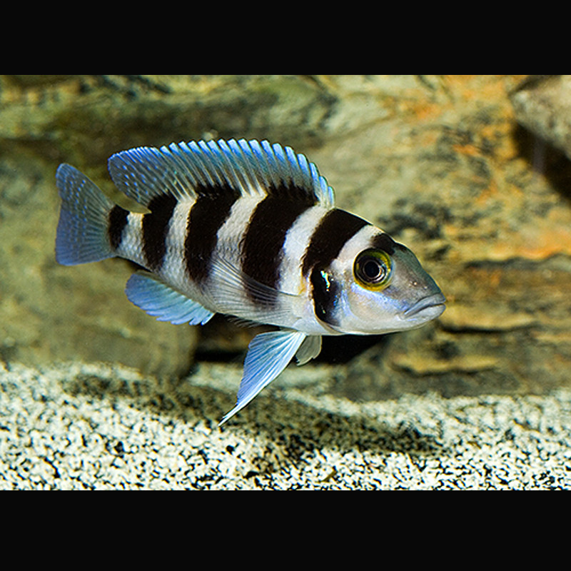 Neolamprologus tretocephalus 4-5cm