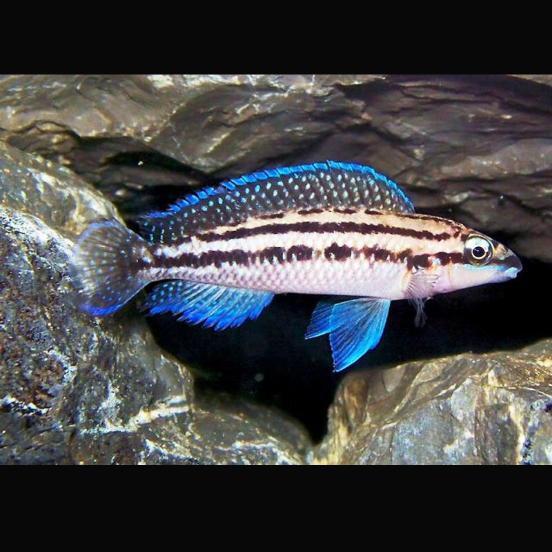 Julidochromis Dickfeldi 4-6cm