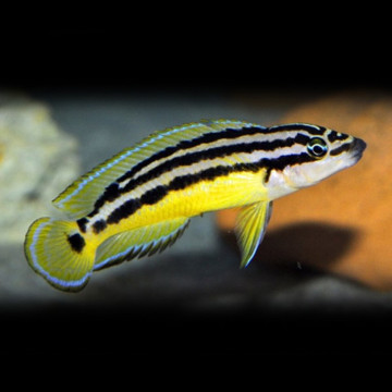 Julidochromis Ornatus 4-6cm           