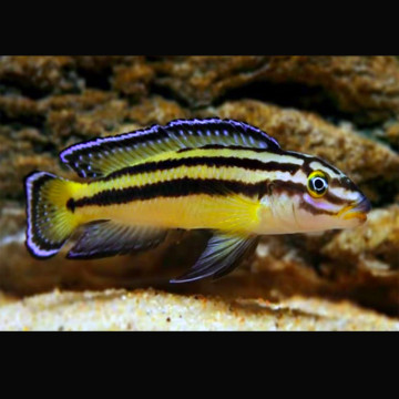 Julidochromis Regani Kippili 4-6cm 8,50 €