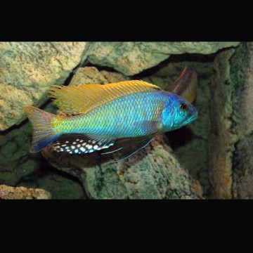 Buccochromis rhoadesii le couple 10-12cm