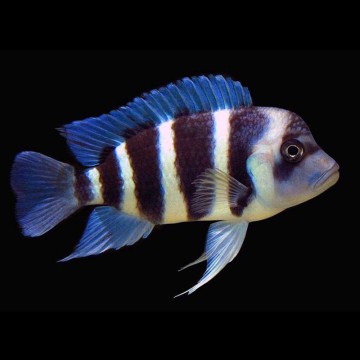 Cyphotilapia Frontosa burundi 6-8 cm le lot de 2        