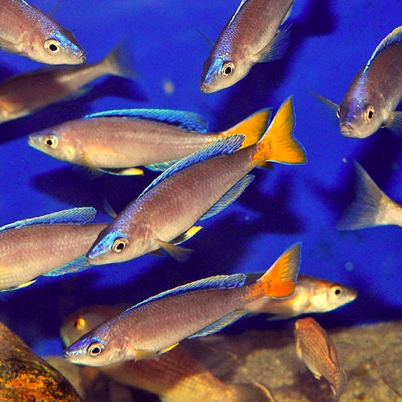 Cyprichromis leptosoma  le couple 7-9cm         