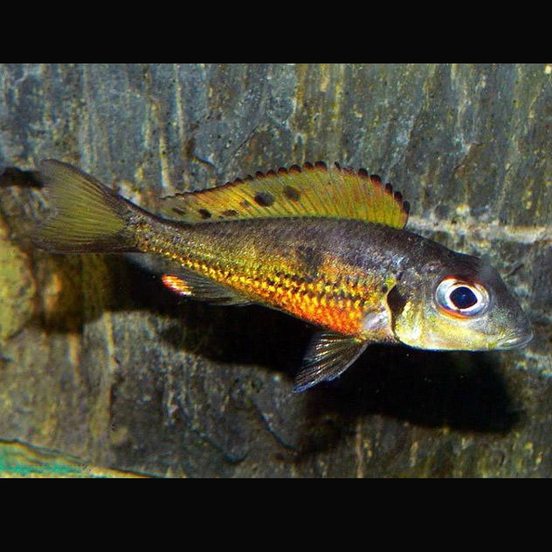 callochromis melanostigma lot de 2