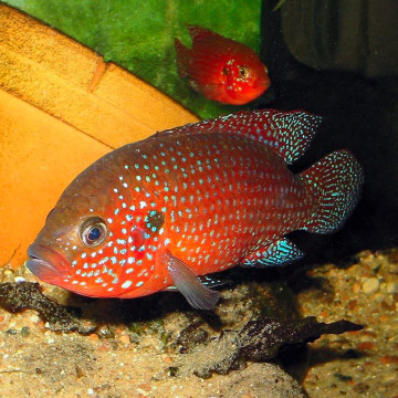 Hemichromis Bimaculatus Brillants 6-8cm