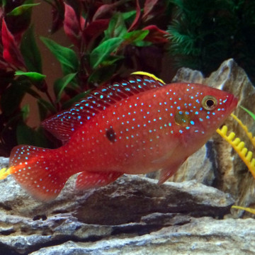 Hemichromis Lifalili lot de 2 16,50 €