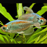 Tétras du Congo - Phenacogrammus Interruptus 5-6cm lot de 5 + 1 offert       