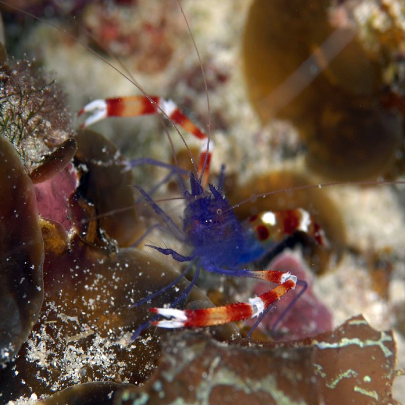 Stenopus tenuirostris 2-3 cm