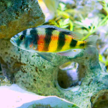 Haplochromis Obliquidens Zebra 5-6cm