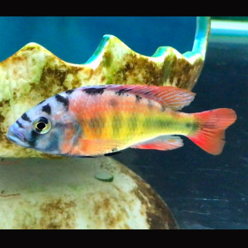 Haplochromis Species CH44 4-6cm