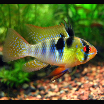 Apistogramma - Mikrogeophagus Ramirezi  3-4cm lot 4+1 offert: 25.00€