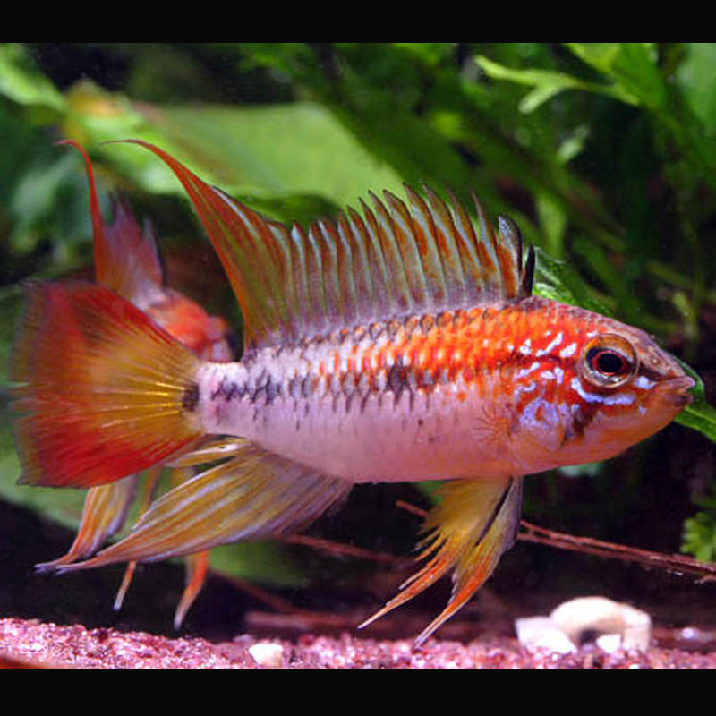 Apistogramma viejita super rouge       8,50 €