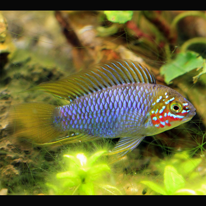 Apistogramma borelli Opal 3-4cm                 