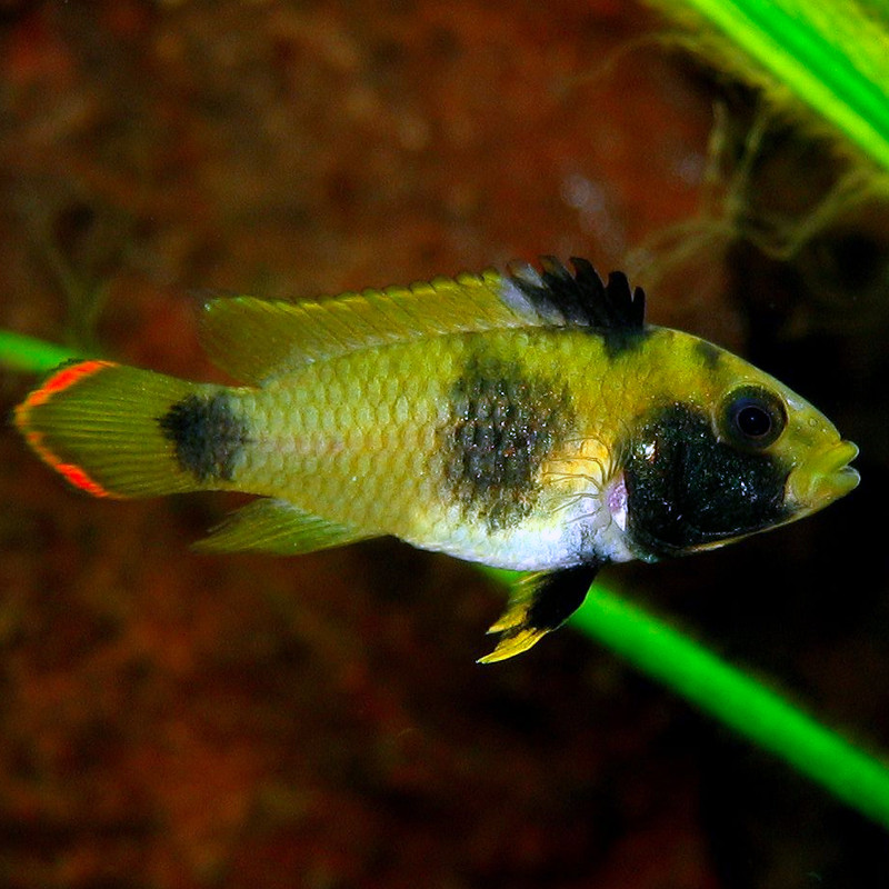 Apistogramma Nijsseni 3-4cm