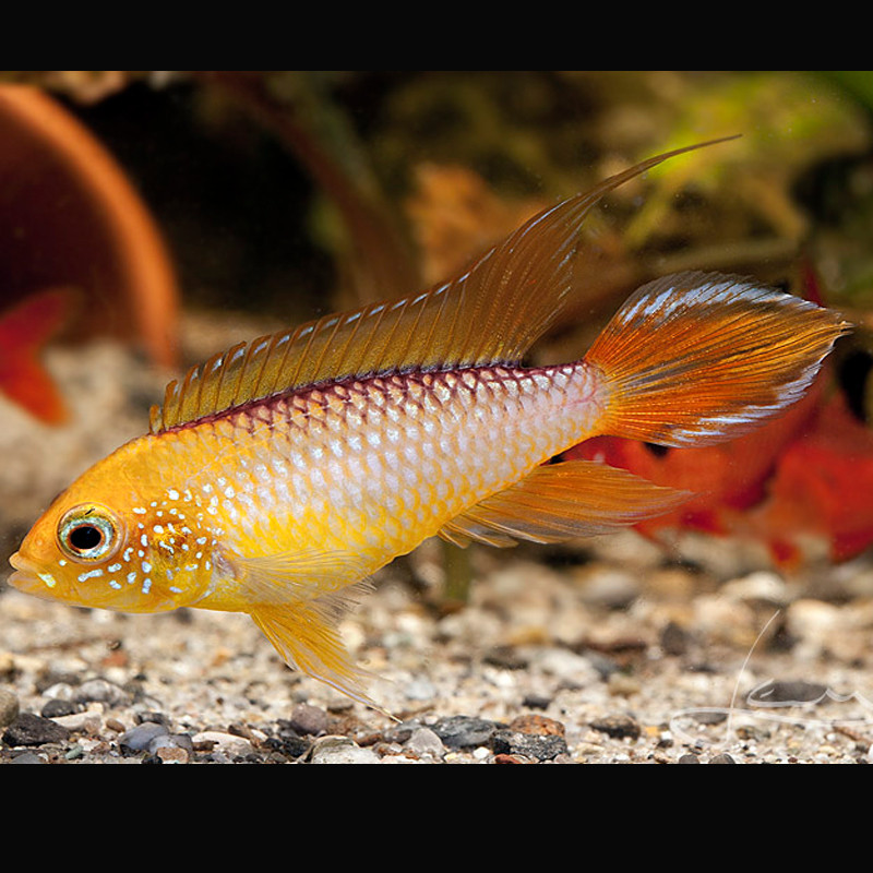 Apistogramma Agassizii Red/Gold