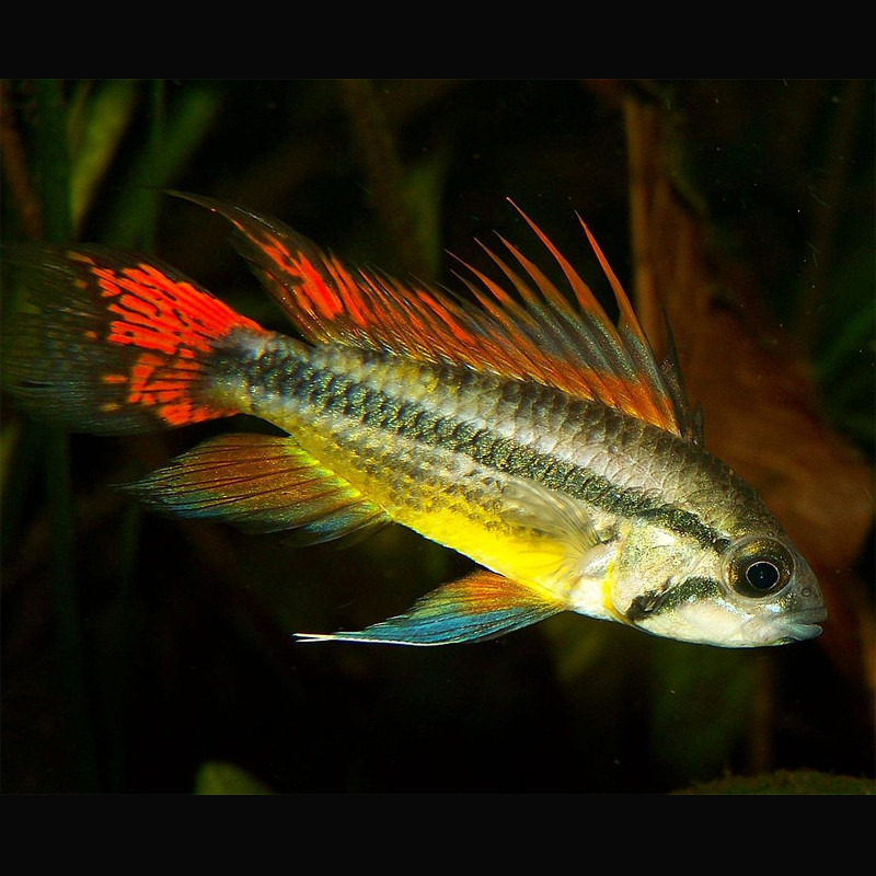 Apistogramma Cacatuoides double red 5-7cm