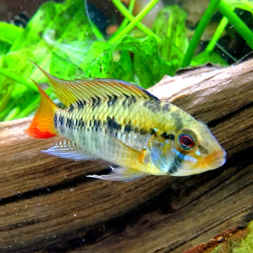 Apistogramma Macmasteri 3-4cm