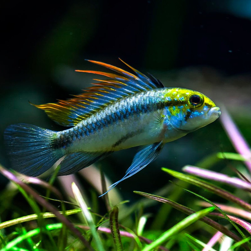 Apistogramma Trifasciata lot de 2