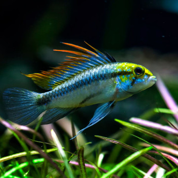 Apistogramma Trifasciata