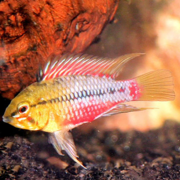 Apistogramma Hongsloi 8,50 €