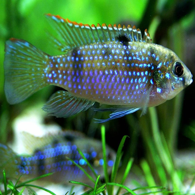 Anomalochromis thomasi  3-4Cm