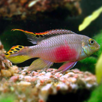 Pelvicachromis Kribensis lot de 2