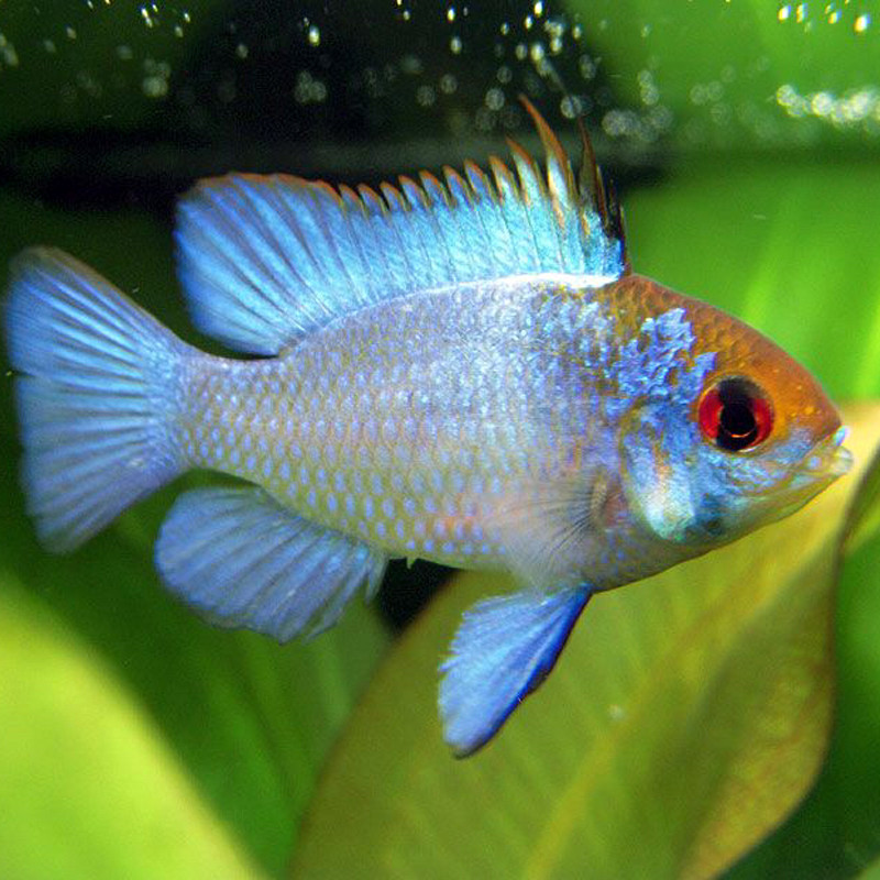 Apistogramma-Ramirezi bleu électrique lot de 4