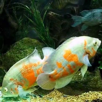 Astronotus Ocellatus-Oscar rouges albino 5-6cm