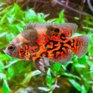 Astronotus Rouges Oscar 5-6 Cm 7,50 €