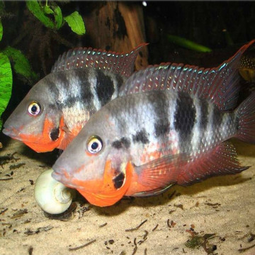 Cichlasoma Meeki Cichlasoma à gorge rouge 5-6 Cm